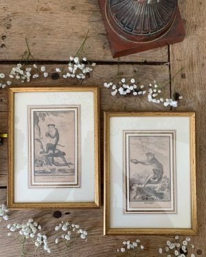 anciennes gravures de singes xviiieme