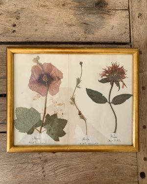 ancien herbier details plantes vers 1900