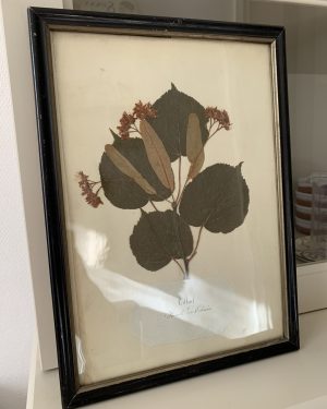 Ancien herbier vers 1900
