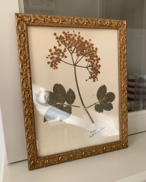 ancien herbier details plantes vers 1900