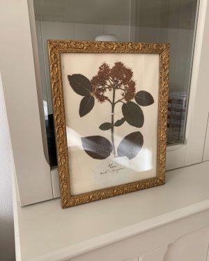 ancien herbier details plantes vers 1900