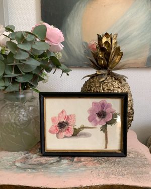 ancienne aquarelle de fleurs anémones début XXème