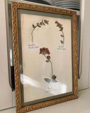 ancien herbier details plantes vers 1900