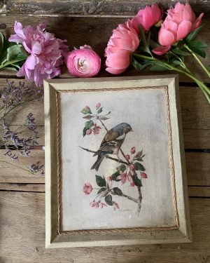 Ancienne boîte oiseau
