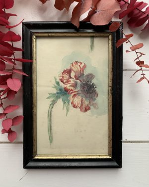 Aquarelle d’anémone vers 1900