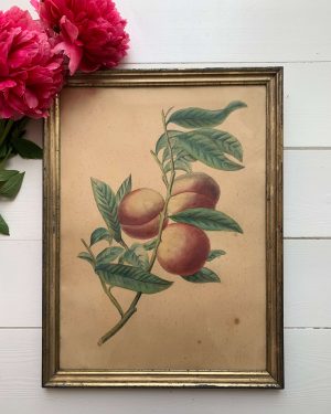 Aquarelle de pêches XIXe